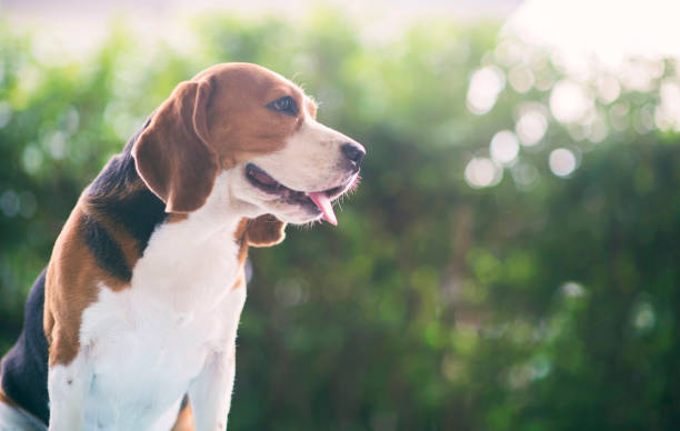 istock Beagle dogs are standing. With a cute look 996226176