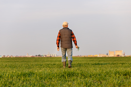 Rear view of senior farmer walking in young wheat field at sunset.
