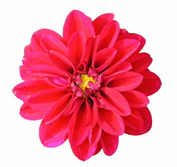 istock Flower of red dahlia 996231248