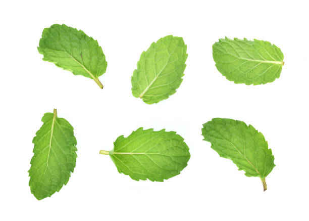 istock Set of fresh mint leaf isolated on white background 996232830