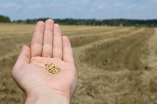 Golden seeds in male hand.