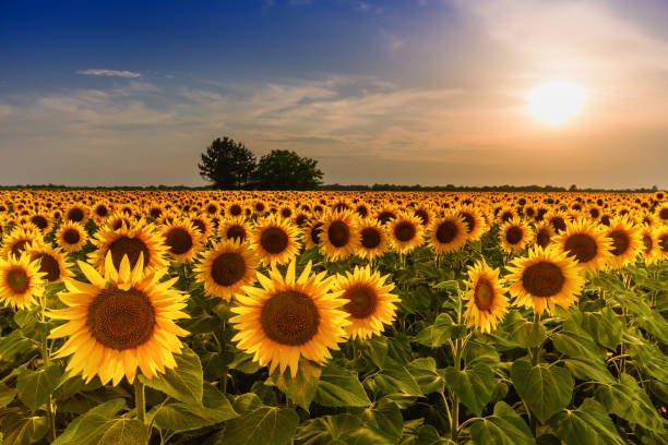 istock Beautiful sunflower field panorama in sunset in summer 996245170