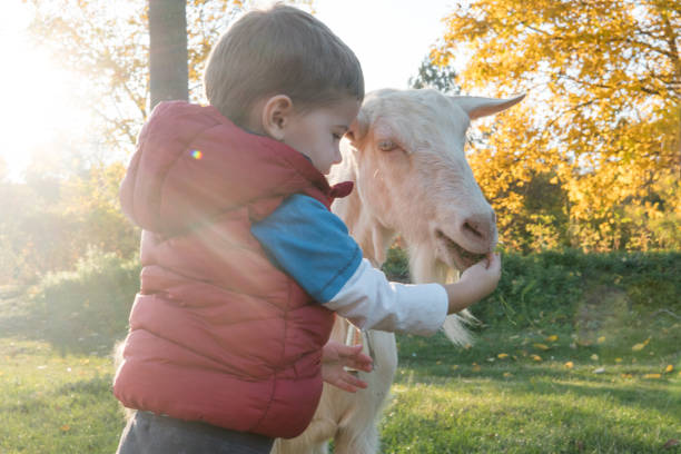 istock Boy feeding goat outdoors 996246230