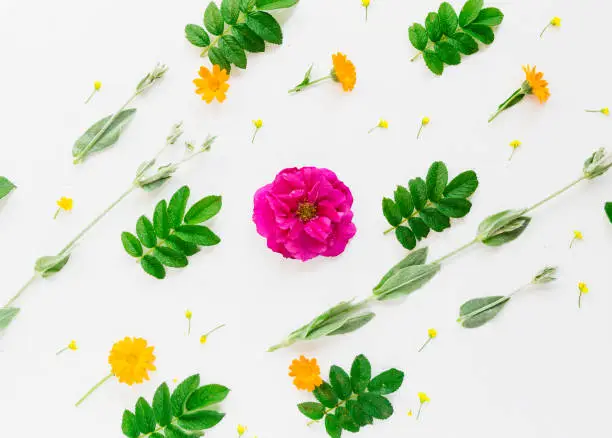 Top view flowers composition background. Leaves and flowers on a white background