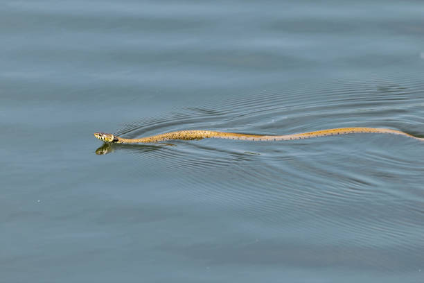 Grass snake swimming across a calm still lake
