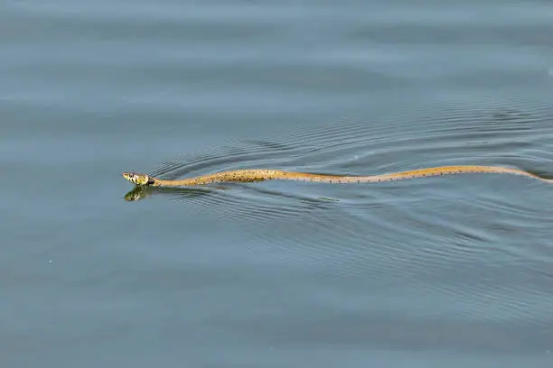 Photo of Grass snake swimming across a calm still lake