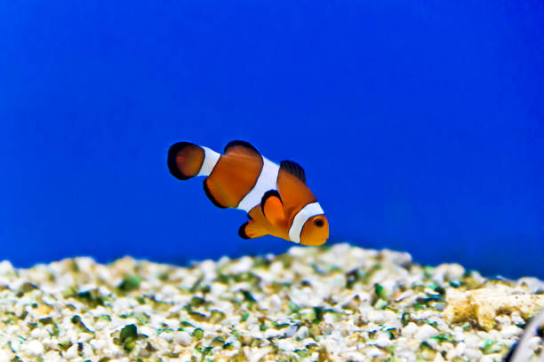 istock Aquarium fishes in salt water 996249514
