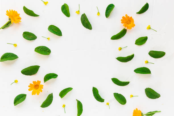 istock Top view flowers composition pattern. Leaves and flowers on a white background. Copy space 996249592