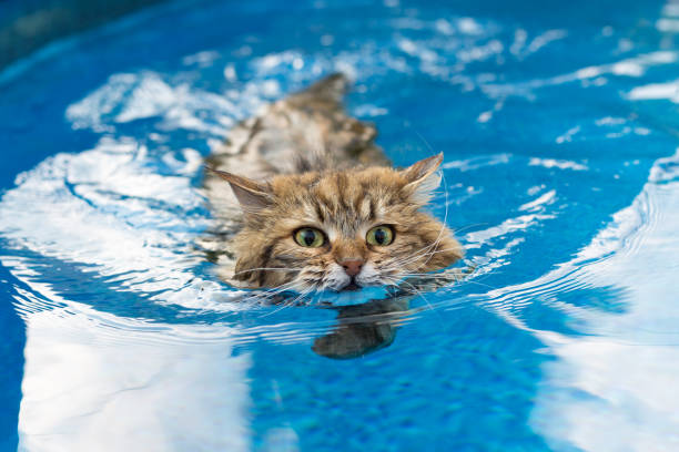 Siberian cat swimming in a pool Summer joy siberian cat photos stock pictures, royalty-free photos & images