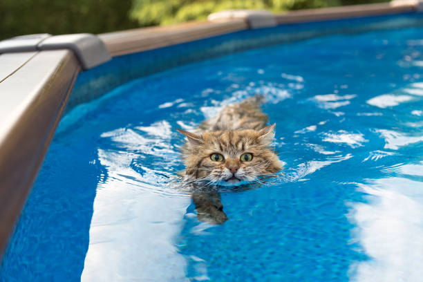 gatto siberiano che nuota in piscina - swimming animal foto e immagini stock