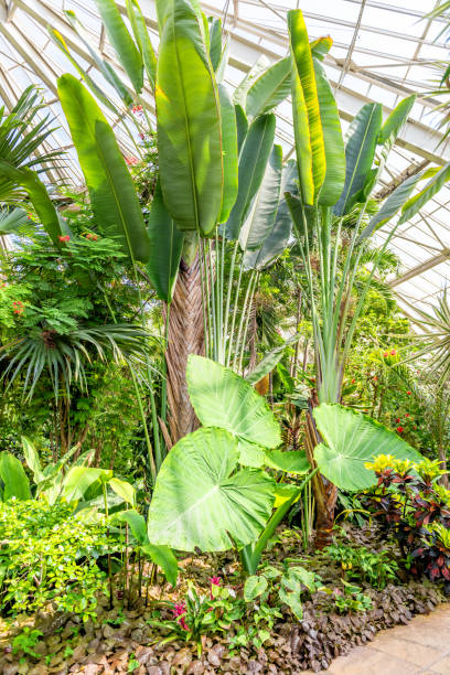 istock Greenhouse - tropical garden 996262152