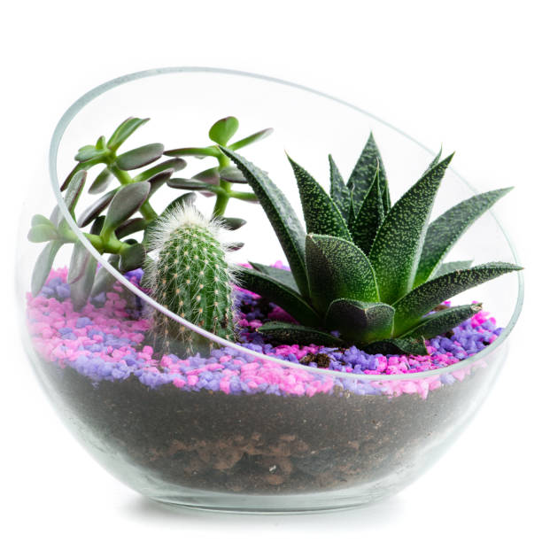 istock florarium pots with cacti and succulents 996262180