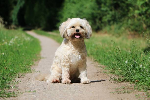 close up of cute dog