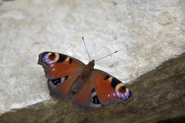 istock Aglais io, butterfly. Inachis io sitting on a stone with open wings 996262946