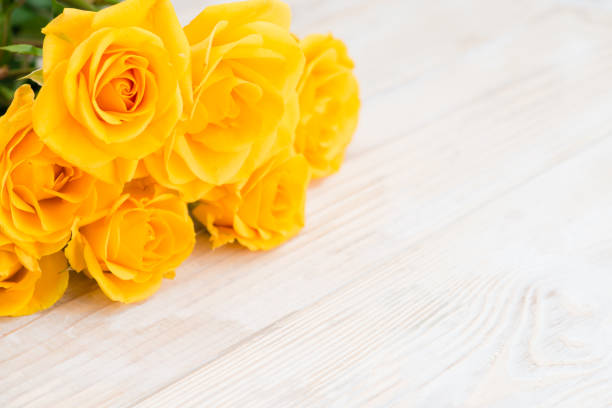 istock yellow shrub rose on a white wooden table, the pattern for your 996265530