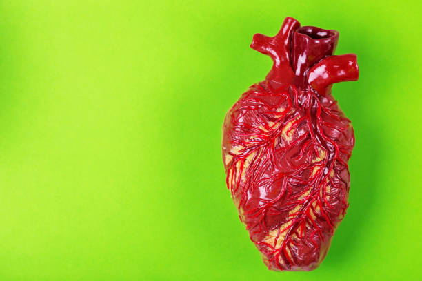 model gliny ludzkiego serca. zielone tło koncepcja medyczna - human artery audio zdjęcia i obrazy z banku zdjęć