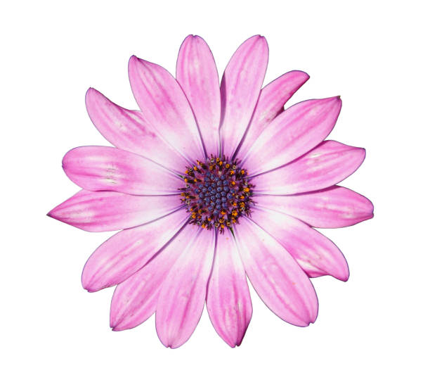 istock Flower of pink chrysanthemum 996266408