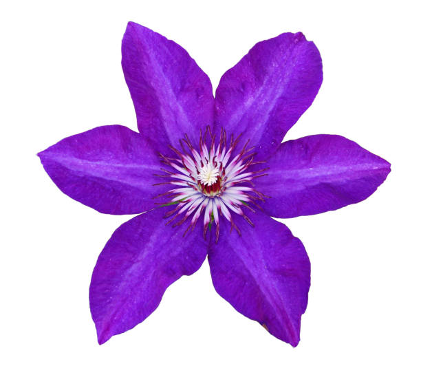 istock Flower of violet clematis 996266852