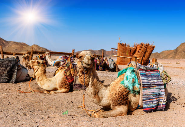 cammelli riposano nel deserto - travel ethiopia foto e immagini stock