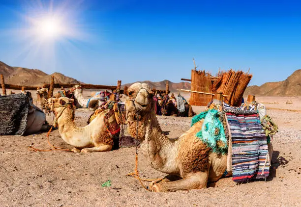 caravan of camels rests in desert under blue sky