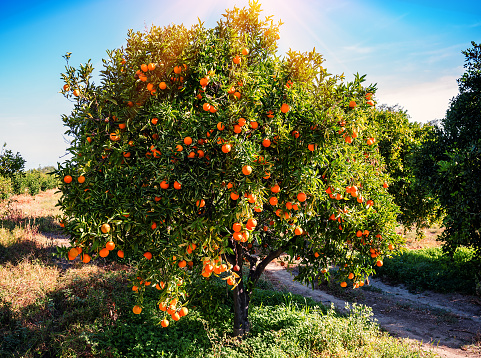 lush and juicy orange tree with fruits in the citrus garden