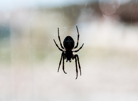 silouette of predatory spider on the window