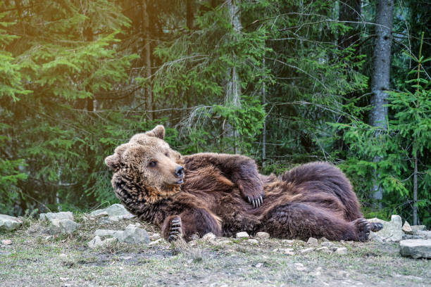 the brown bear woke up in the woods