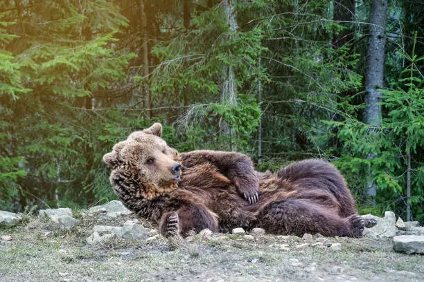 Photo of the brown bear woke up in the woods