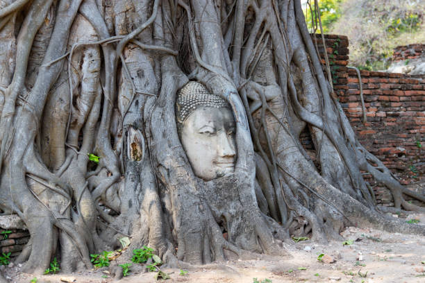 istock The Head of The Sandstone Buddha image  in tree roots at Wat Mahathat 996268166