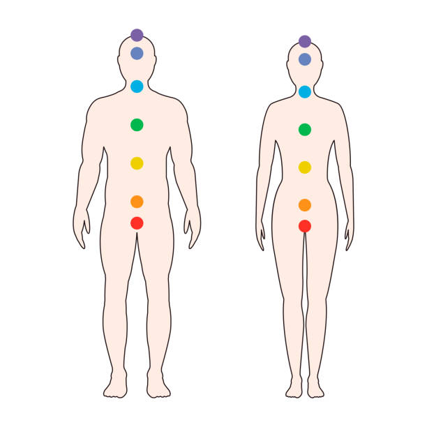 Chakras on the human body.  Vector illustration. Chakras on the human body. Silhouette of a man and a woman with seven colored sacred points. Vector illustration. chakra illustrations stock illustrations