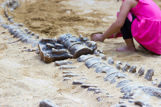 istock Children are learning history dinosaur, Excavating dinosaur fossils simulation 996272186