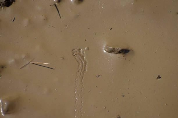 Small traces of insects in brown mud
