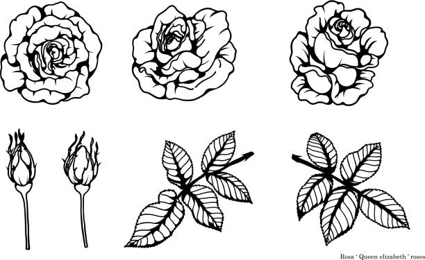 rose vektor festgelegten handzeichnung - lace seamless vector silhouette stock-grafiken, -clipart, -cartoons und -symbole