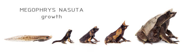 istock The long-nosed horned frog growth on white 996278962