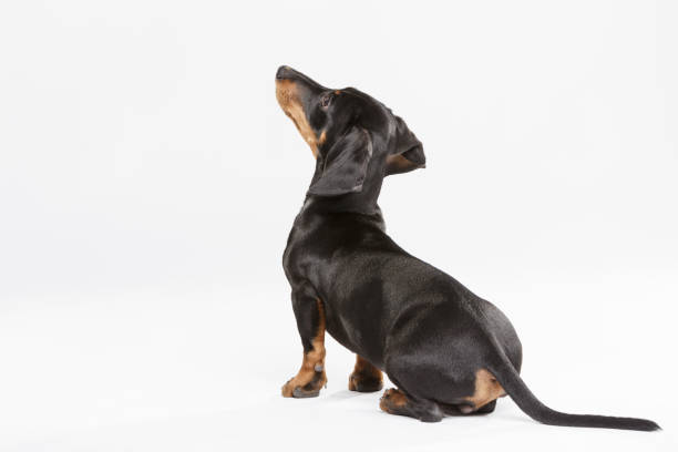 istock Studio portrait of an expressive Teckel dog 996279446