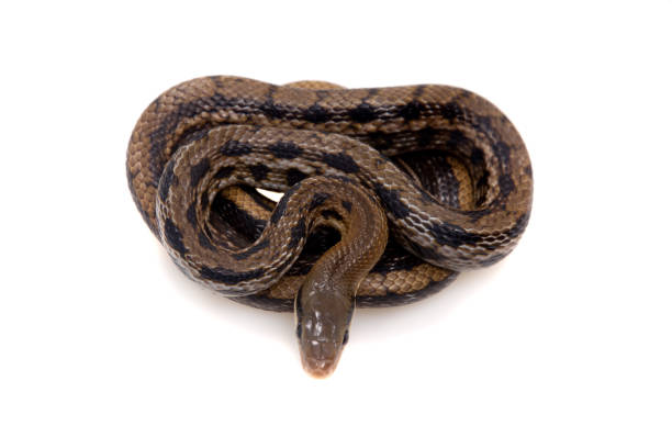 istock Beauty Rat Snake, Orthriophis taeniurus, on white 996279702