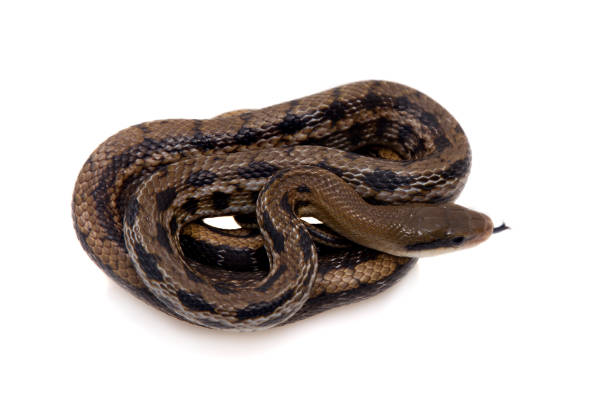 istock Beauty Rat Snake, Orthriophis taeniurus, on white 996279770