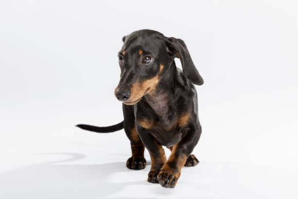 istock Studio portrait of an expressive Teckel dog 996279836