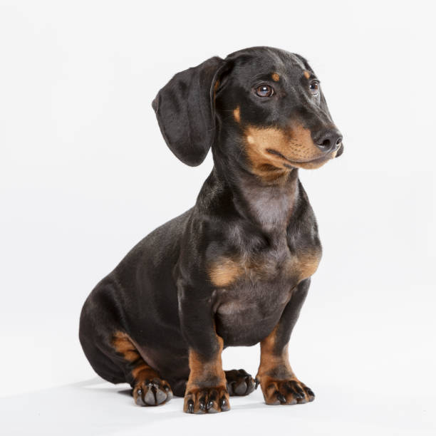 istock Studio portrait of an expressive Teckel dog 996279912