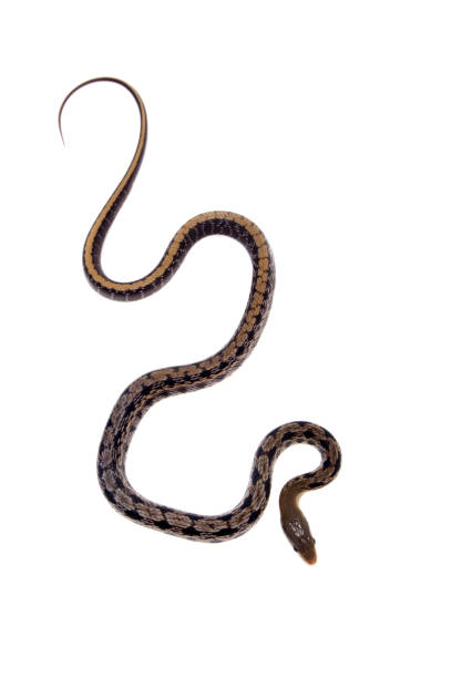 istock Beauty Rat Snake, Orthriophis taeniurus, on white 996279914