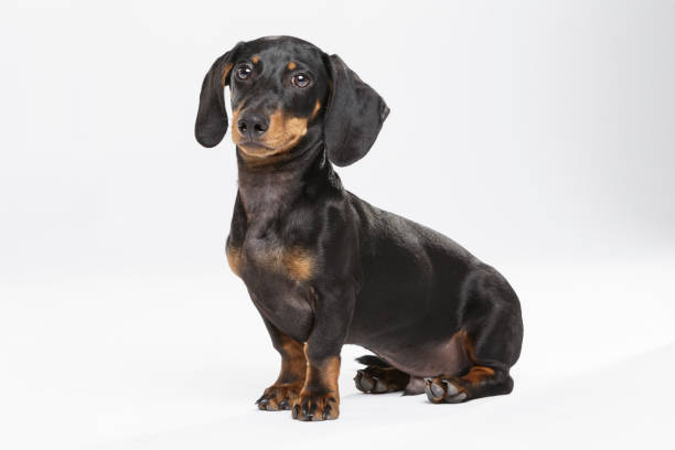 studio-porträt einer expressiven teckel-hund - dachshund stock-fotos und bilder