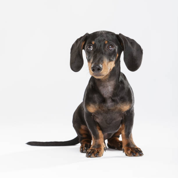 istock Studio portrait of an expressive Teckel dog 996282050