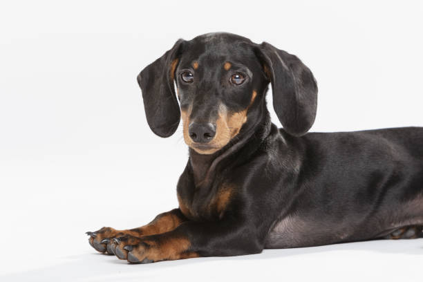 istock Studio portrait of an expressive Teckel dog 996282074