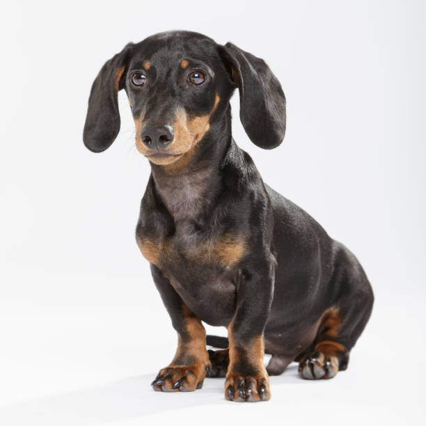 istock Studio portrait of an expressive Teckel dog 996284180