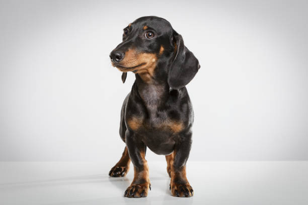 istock Studio portrait of an expressive Teckel dog 996284350