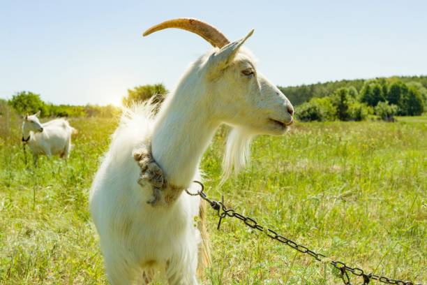 istock An old white goat in profile, on meadow tied to chain 996284474