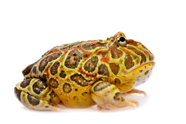 istock The Argentine horned frog isolated on white 996284712