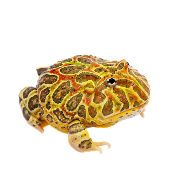 istock The Argentine horned frog isolated on white 996284940