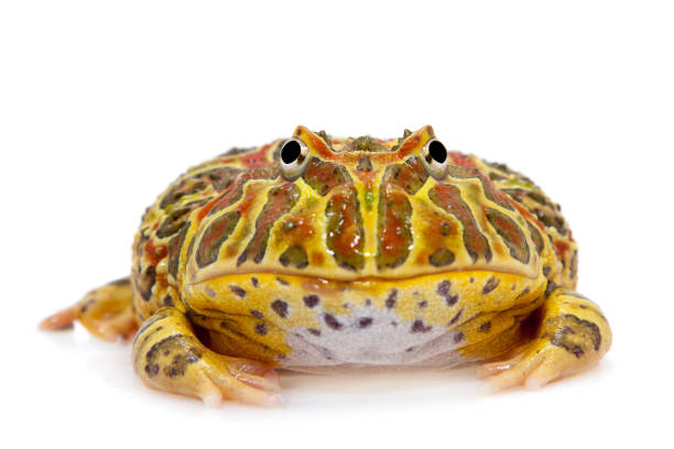 istock The Argentine horned frog isolated on white 996285038