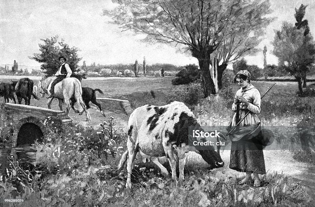 Young woman herding a cow in the pasture Illustration from 19th century Domestic Cattle stock illustration